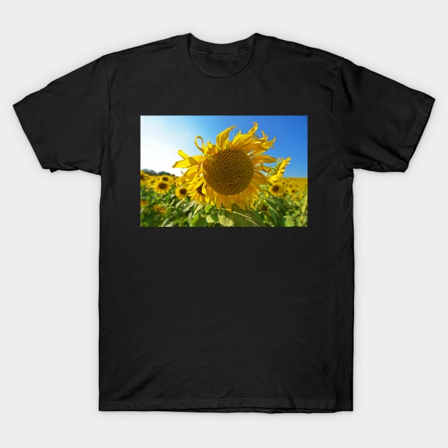 Colby Farms Sunflower Field Newbury MA Ball of Fire T-Shirt by WayneOxfordPh